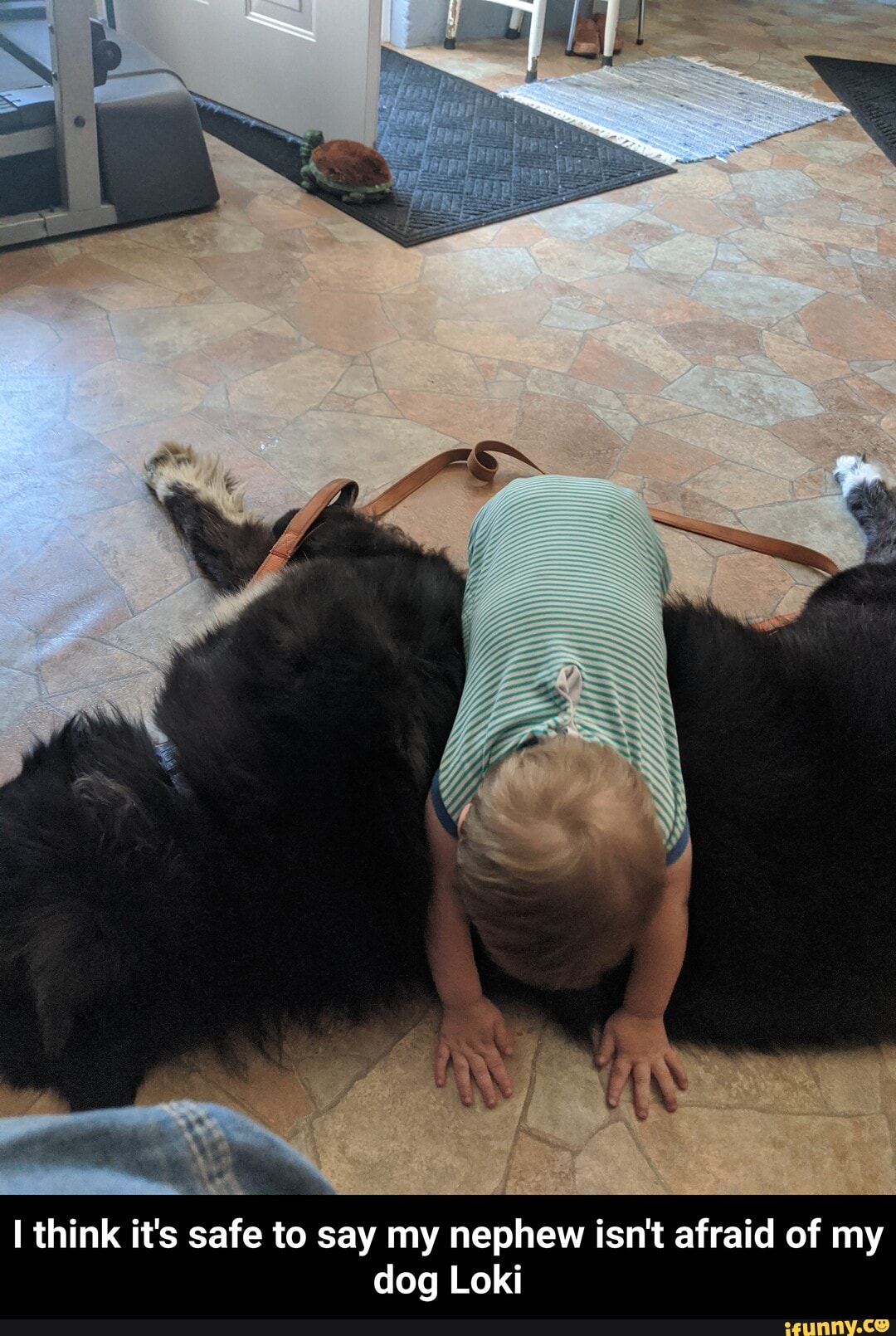 I think it's safe to say my nephew isn't afraid of my
dog Loki - I think it's safe to say my nephew isn't afraid of my dog Loki