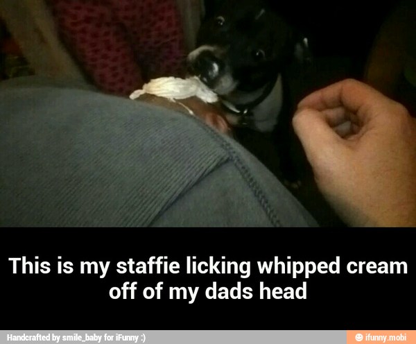 This is my staffie licking whipped cream
off of my dads head - This is my staffie licking whipped cream off of my dads head