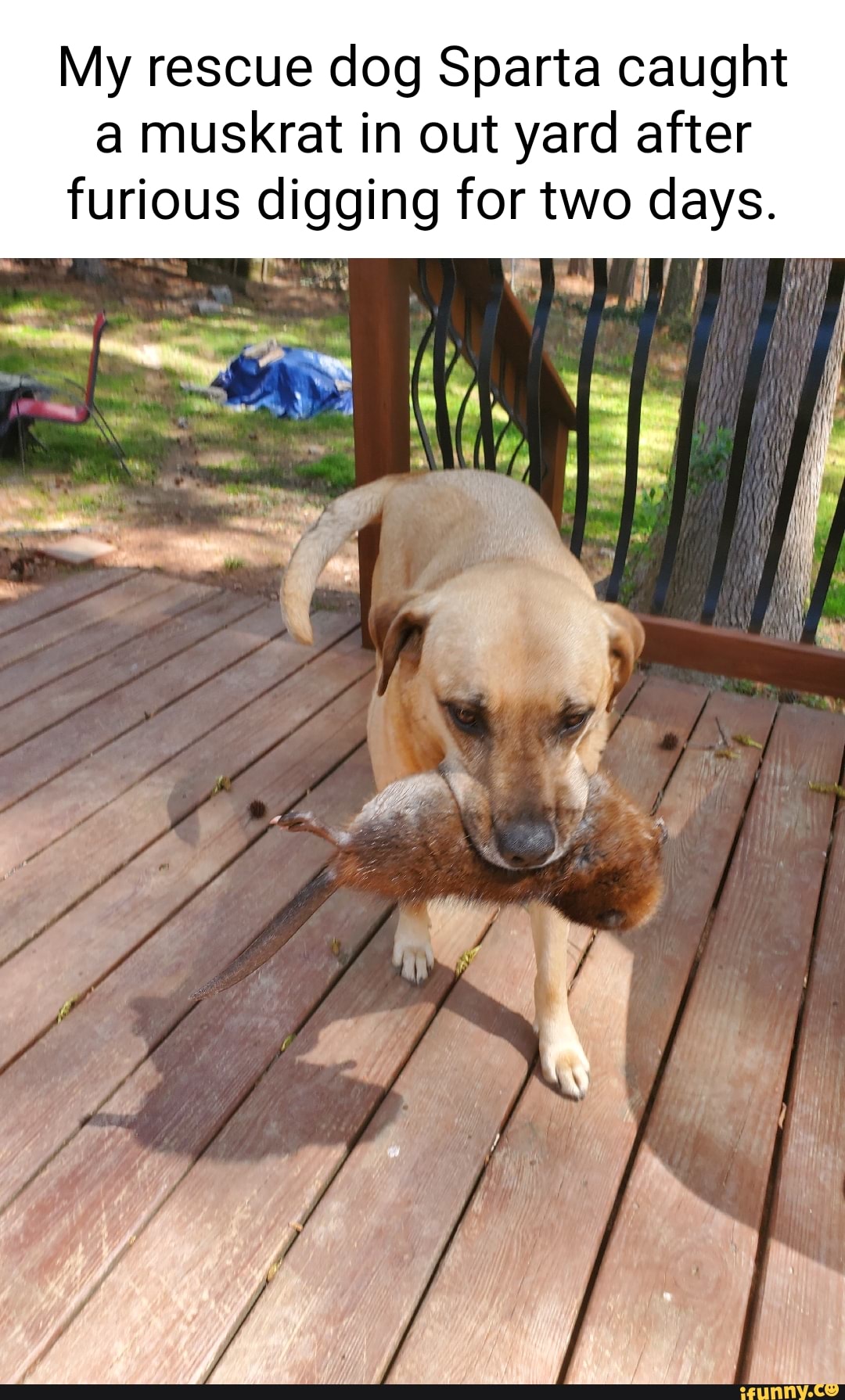 My rescue dog Sparta caught a muskrat in out yard after furious digging