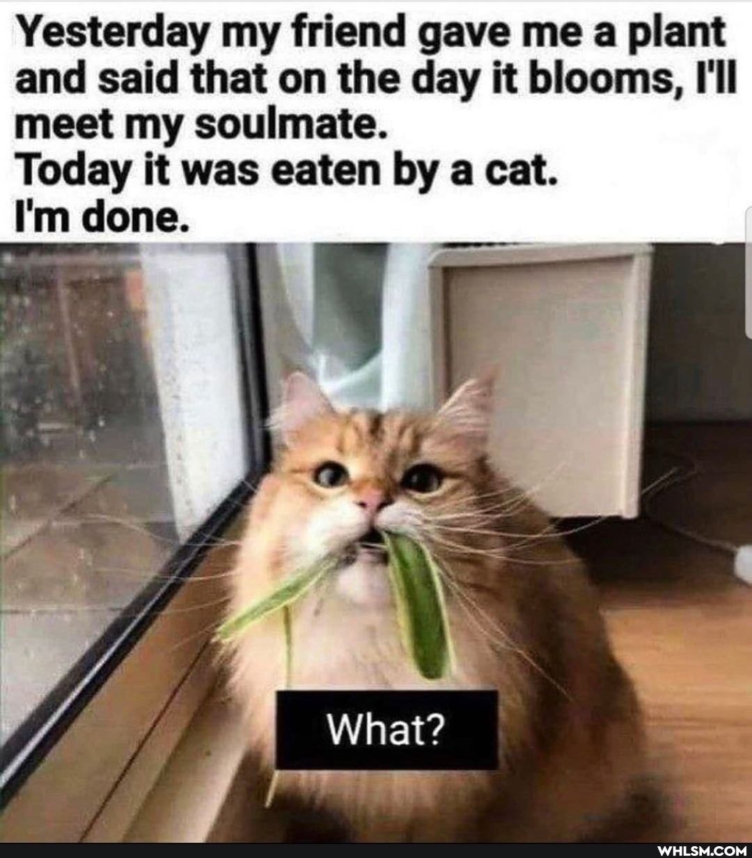 Yesterday my friend gave me a plant and said that on the day it blooms, I'll meet my soulmate.
Today it was eaten by a cat.
What?
I'm done.