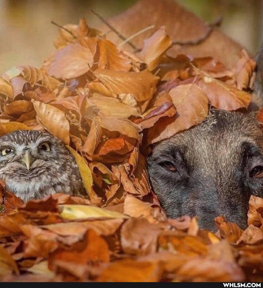 aww, dump, wholesome