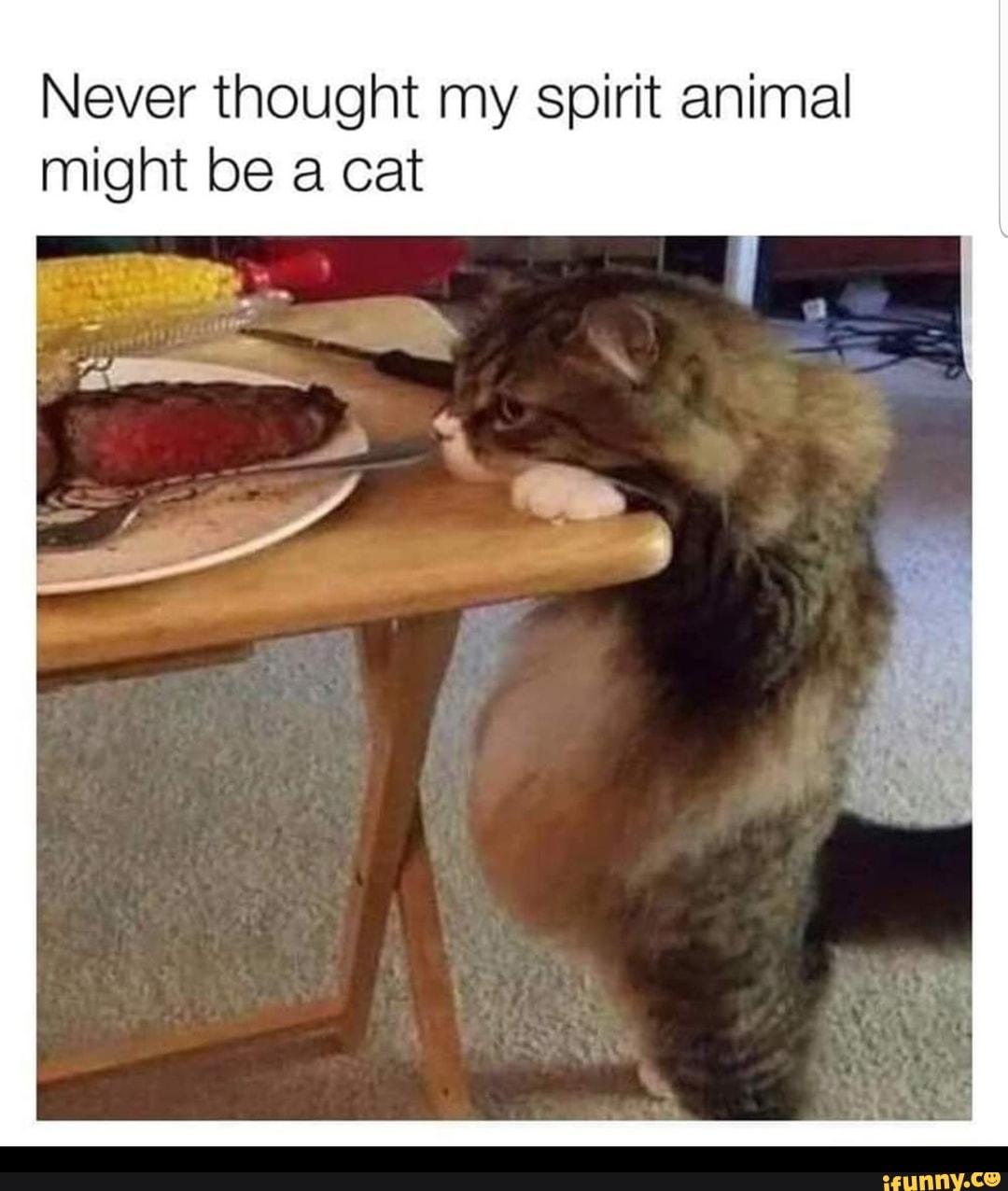 Never thought my spirit animal might be a. cat - iFunny