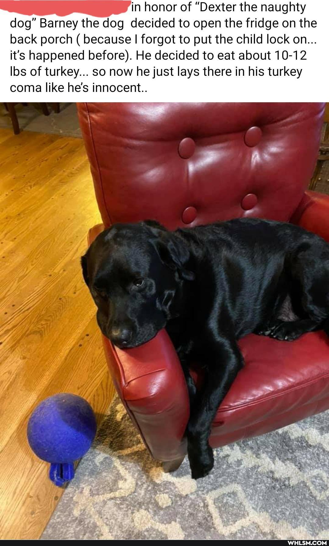 in honor of "Dexter the naughty dog" Barney the dog decided to open the fridge on the back porch ( because I forgot to put the child lock on...
it's happened before). He decided to eat about 10-12 los of turkey... so now he just lays there in his turkey coma like he's innocent..