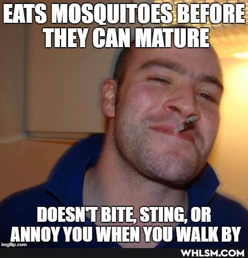 EATS MOSQUITOES BEFORE THEY CAN MATURE
DOESN'T BITE, STING, OR AMMAY YOU WHEN RY