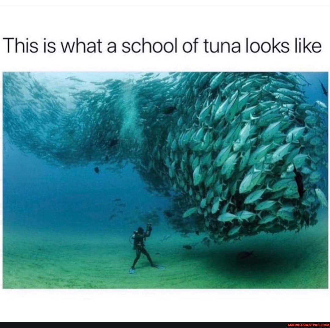 This is what a school of tuna looks like