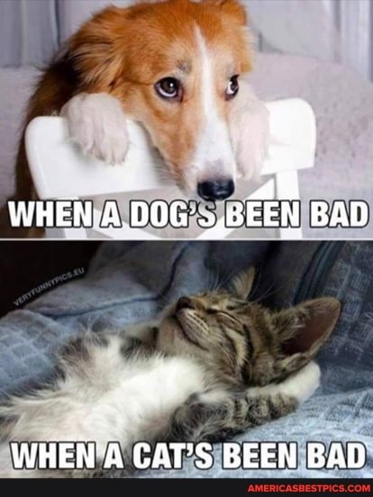 WHEN- A. .DOG s, BEEN BAD
WHEN A CAT'S BEEN BAD