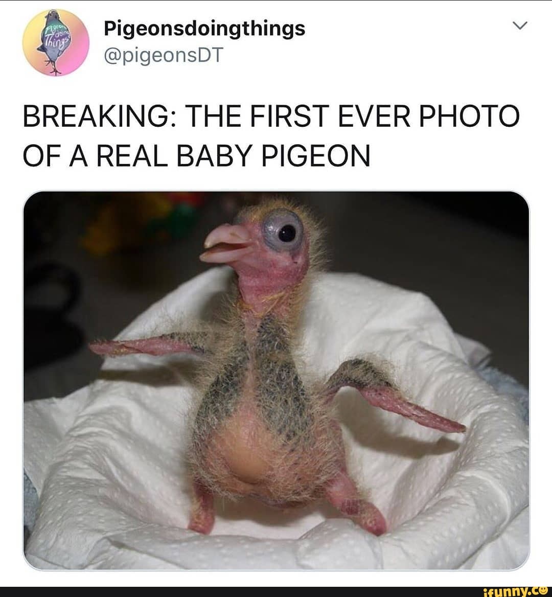 Breaking The First Ever Photo Of A Real Baby Pigeon