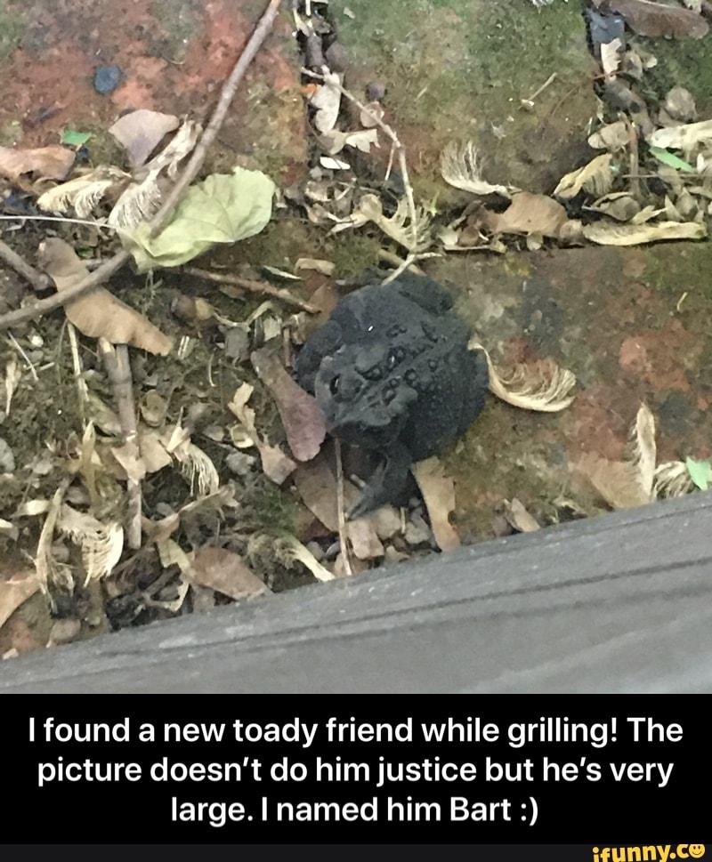 I found a new toady friend while grilling! The
picture doesn't do him justice but he's very
large. I named him Bart - I found a new toady friend while grilling! The picture doesn’t do him justice but he’s very large. I named him Bart :)