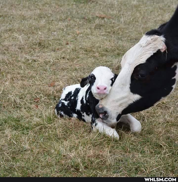 baby_animals