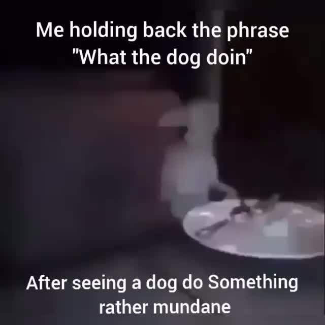 Me holding back the phrase
"What the dog doin"
After seeing a dog do Something rather mundane