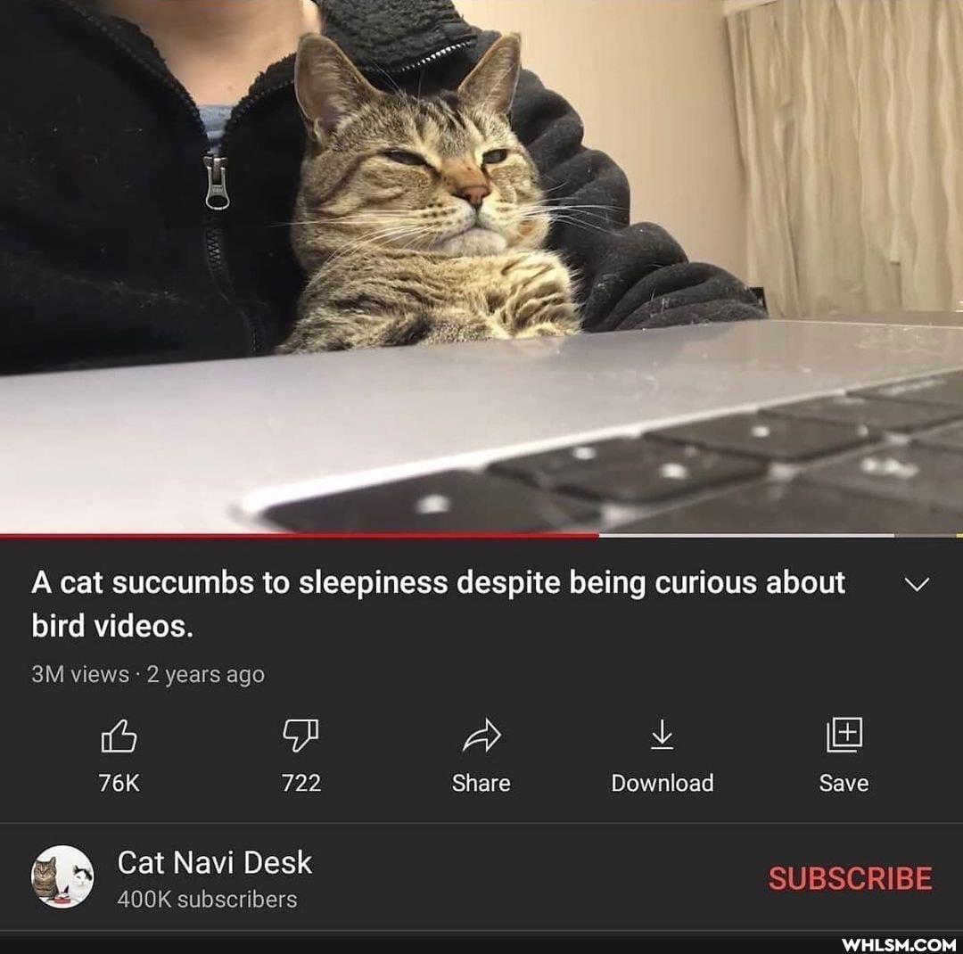 A cat succumbs to sleepiness despite being curious about bird videos.
views 2 years ago
722 Share Download Save
722
Cat Navi Desk
SUBSCRIBE
<x 400K subscribers