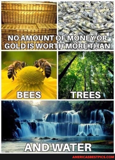 NO AMOUNT OF MONEY OR'.
GOLD IS WORTH -MORE THAN
BEES TREES
ry
AND WATER