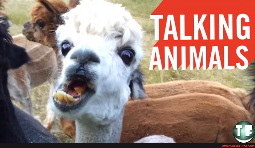 TALKING
"ANIMALS