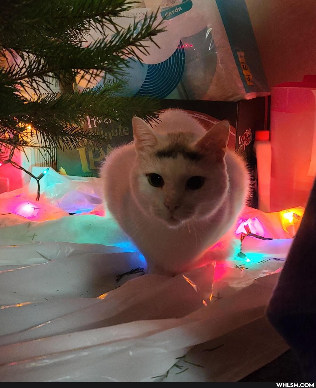 funny, cats, pets