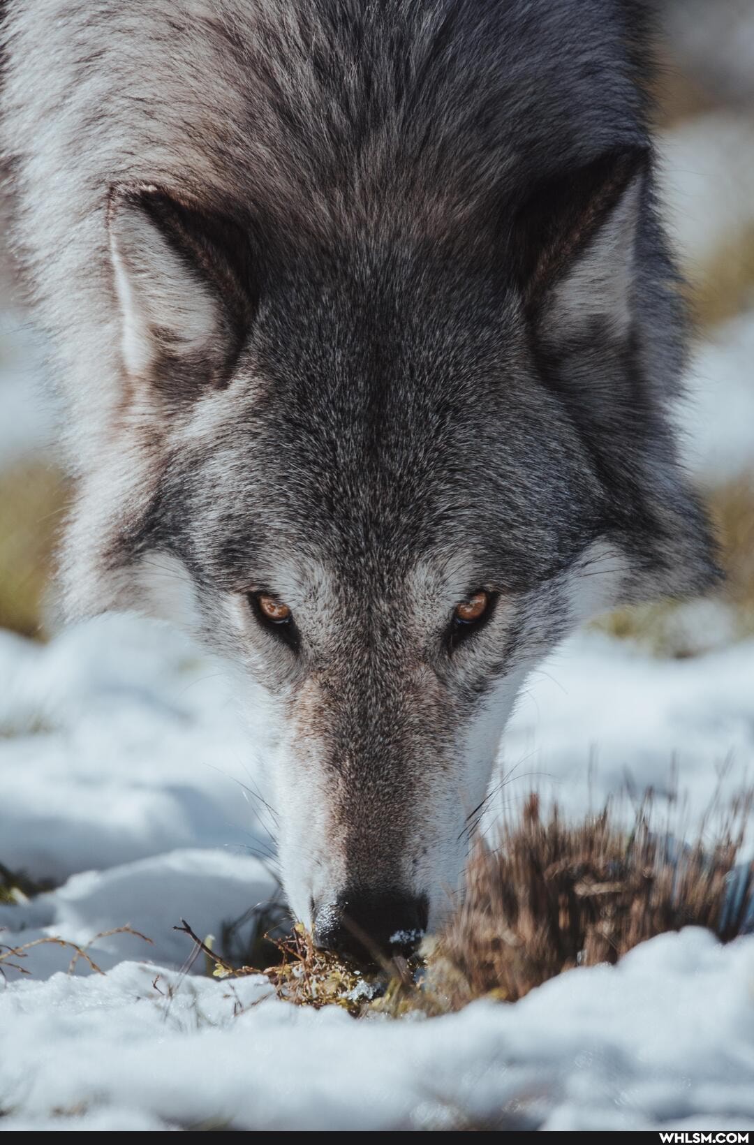 artcrawl, wolfhollow, wolvesarewonderful, massachusetts