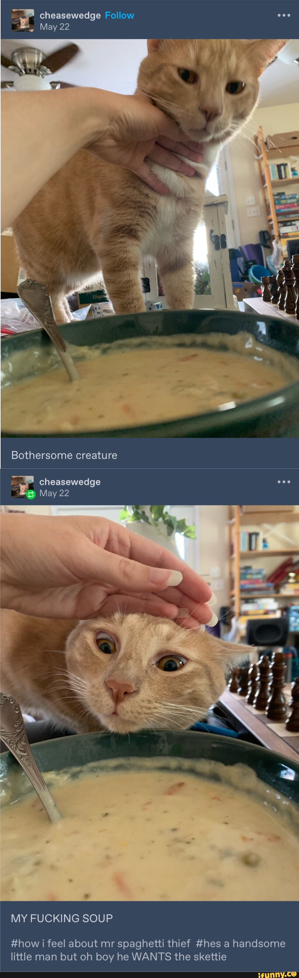 Cheasewedge Follow May 22 Bothersome creature cheasewedge May 22 MY FUCKING  SOUP #how i feel about mr spaghetti thief #hes a handsome little man but oh  boy he WANTS the skettie - iFunny