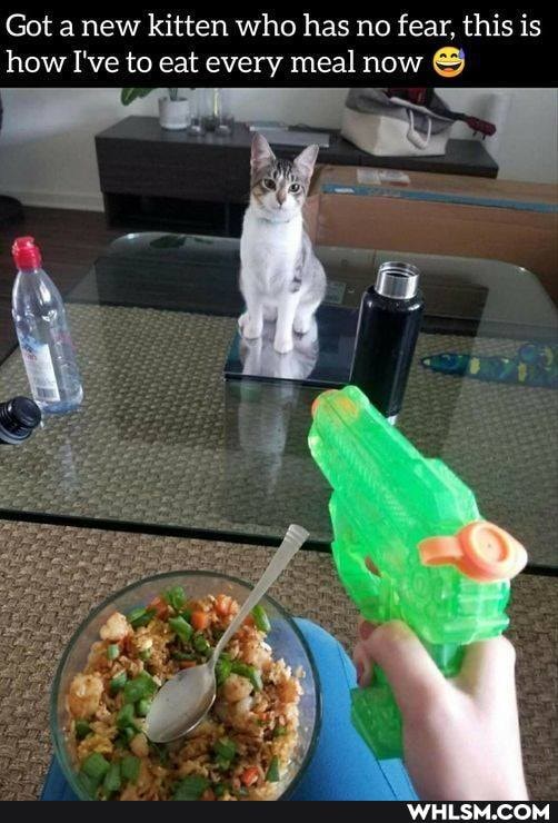 Got anew kitten who has no fear. this is how I've to eat every meal now