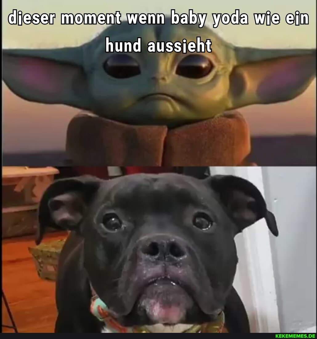 dieser moment wenn baby yoda wie ein hund aussieht