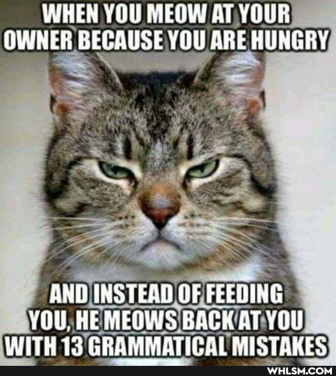 WHEN YOU MEOW AT YOUR OWNER BECAUSE YOU ARE HUNGRY,
AND INSTEAD OF FEEQING YOU, HE MEOWS BACK AT YOU WITH 13 GRAMMATICAL AL MISTARES