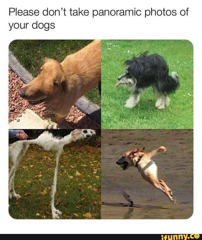 Please don't take panoramic photos of your dogs
