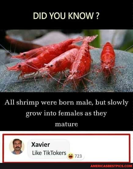DID YOU KNOW ?
All shrimp were born male, but slowly grow into females as they mature
Xavier
Like TikTokers