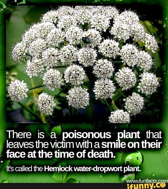 There is a poisonous plant that leaves the victim with a smile on their