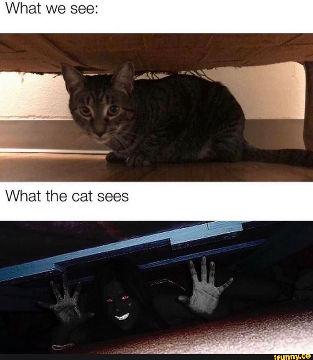 What we see What the cat sees iFunny