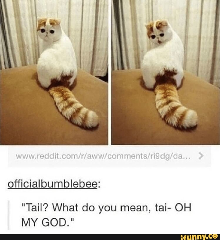 t.com/r/aww/comments/ri9dg/da
officialbumblebee:
"Tail? What do you mean, tai- OH