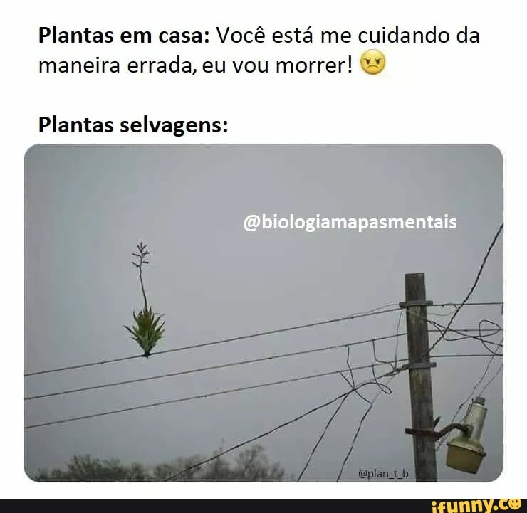 Plantas em casa: Você está me cuidando da maneira errada, eu vou morrer!
Plantas selvagens:
(Qbiologiamapasmentais