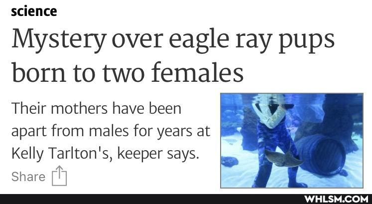science
Mystery over eagle ray pups born to two females
Their mothers have been apart from males for years at
Kelly Tarlton's, keeper says.
Share