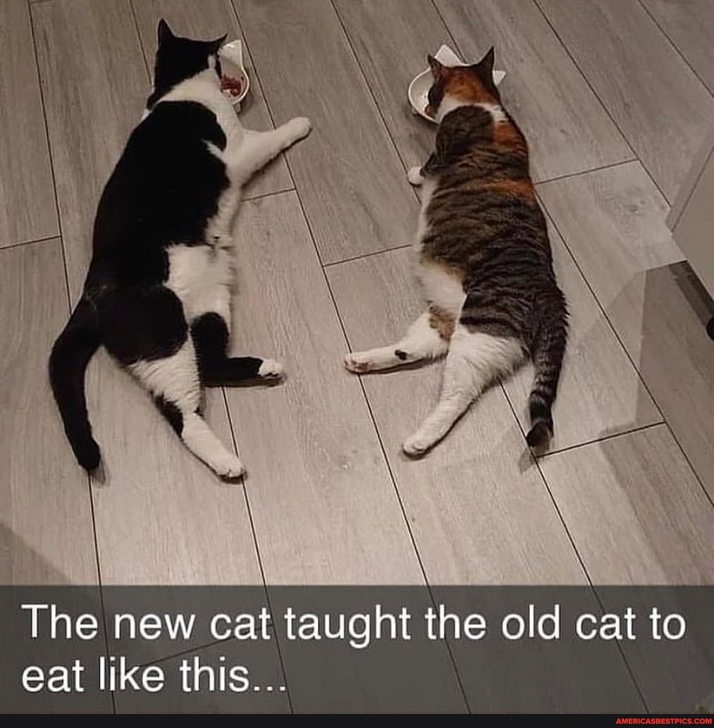 The new cat taught the old cat to
eat like this...