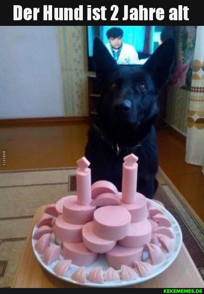 Der Hund ist 2 Jahre alt