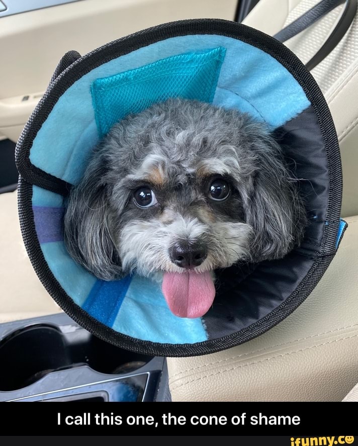 I call this one, the cone of shame - I call this one, the cone of shame