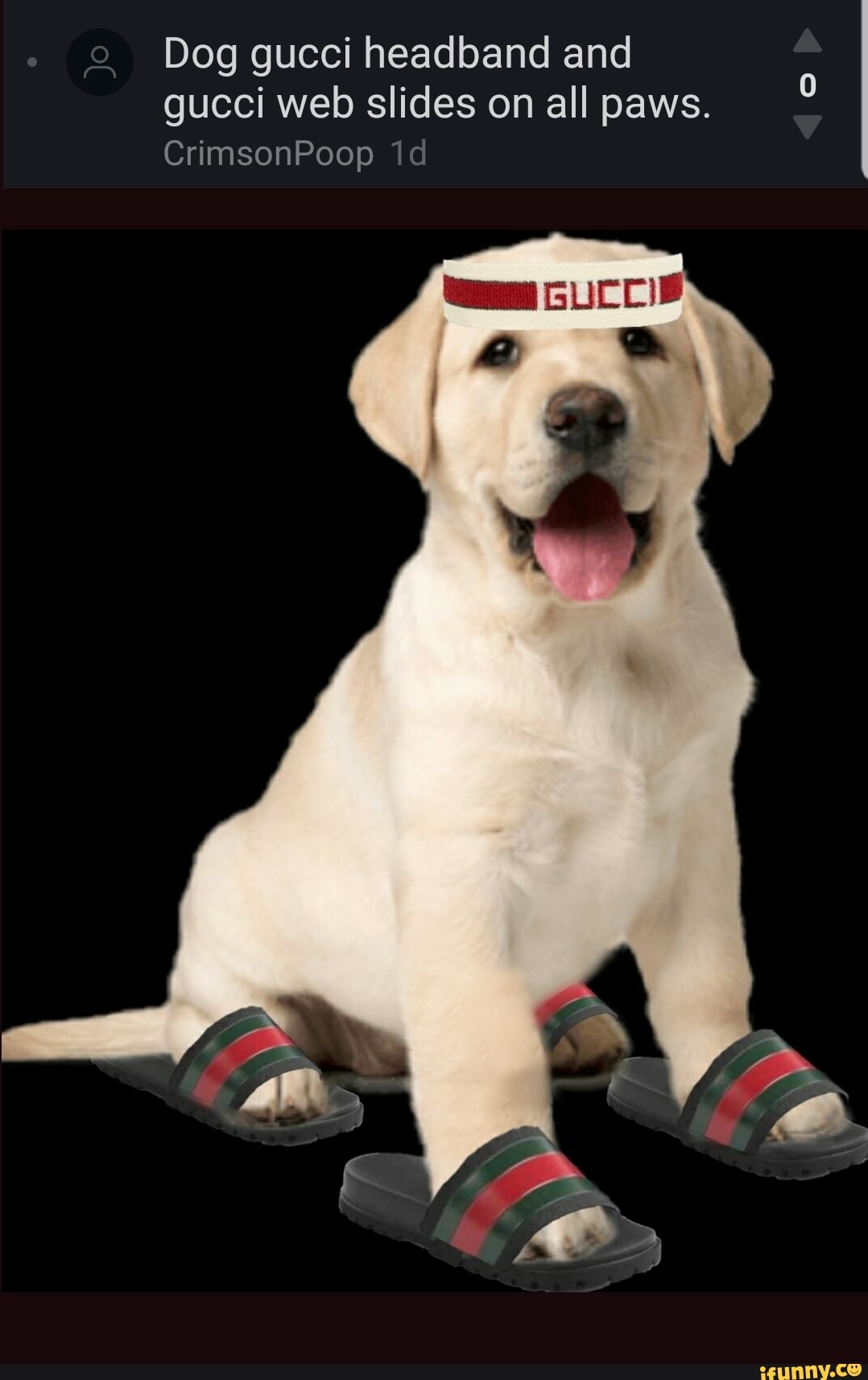 Gucci flip hotsell flops for dogs