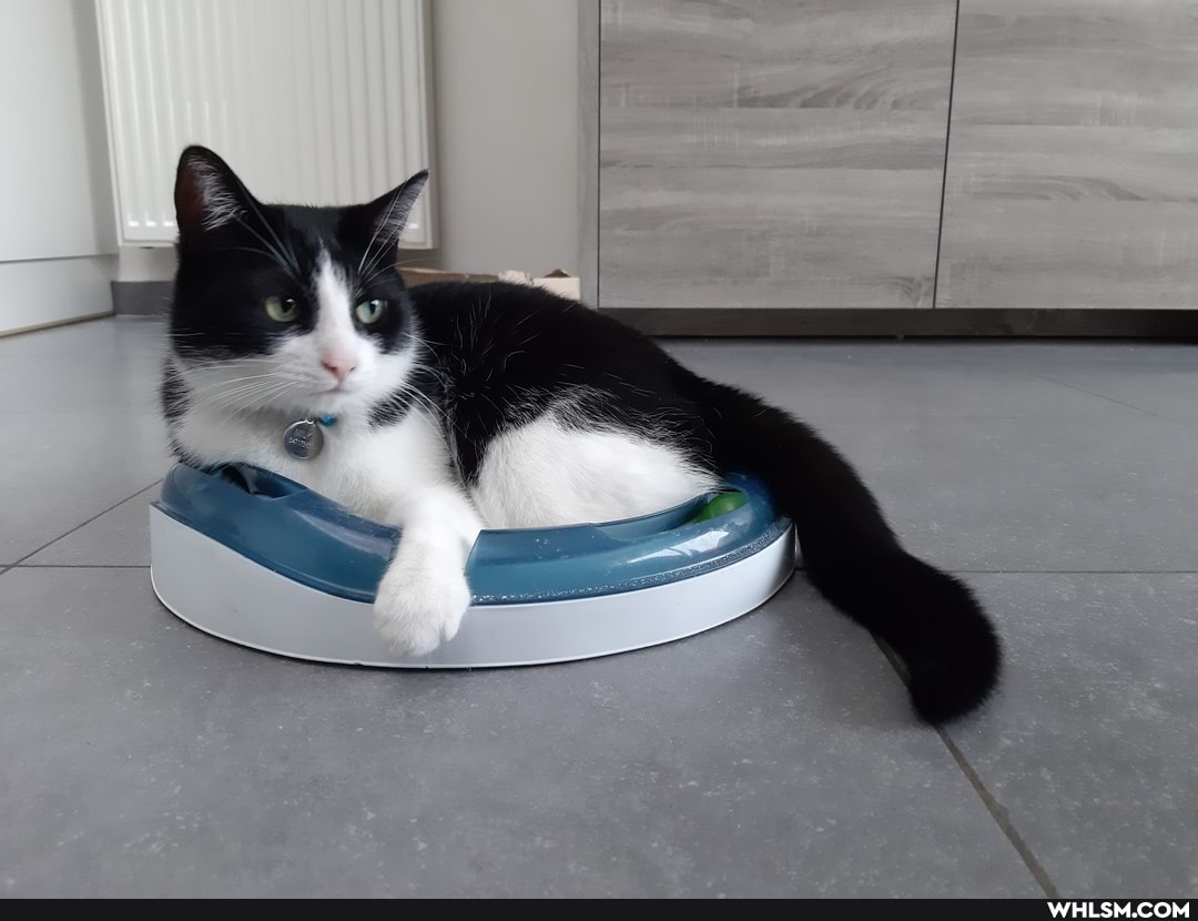 cats