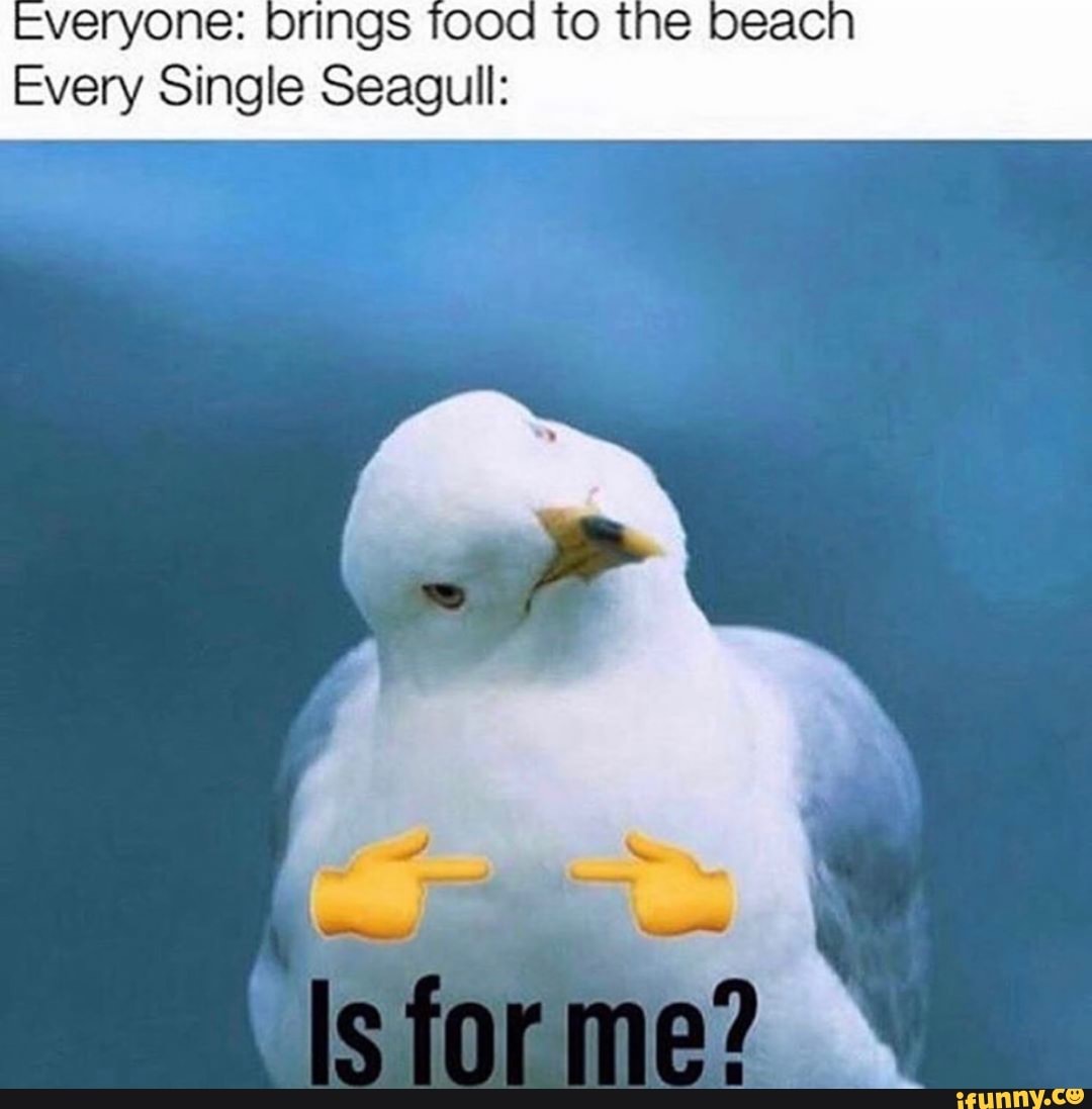 EVeryone: brings tood to the beac
Every Single Seagull:
me?