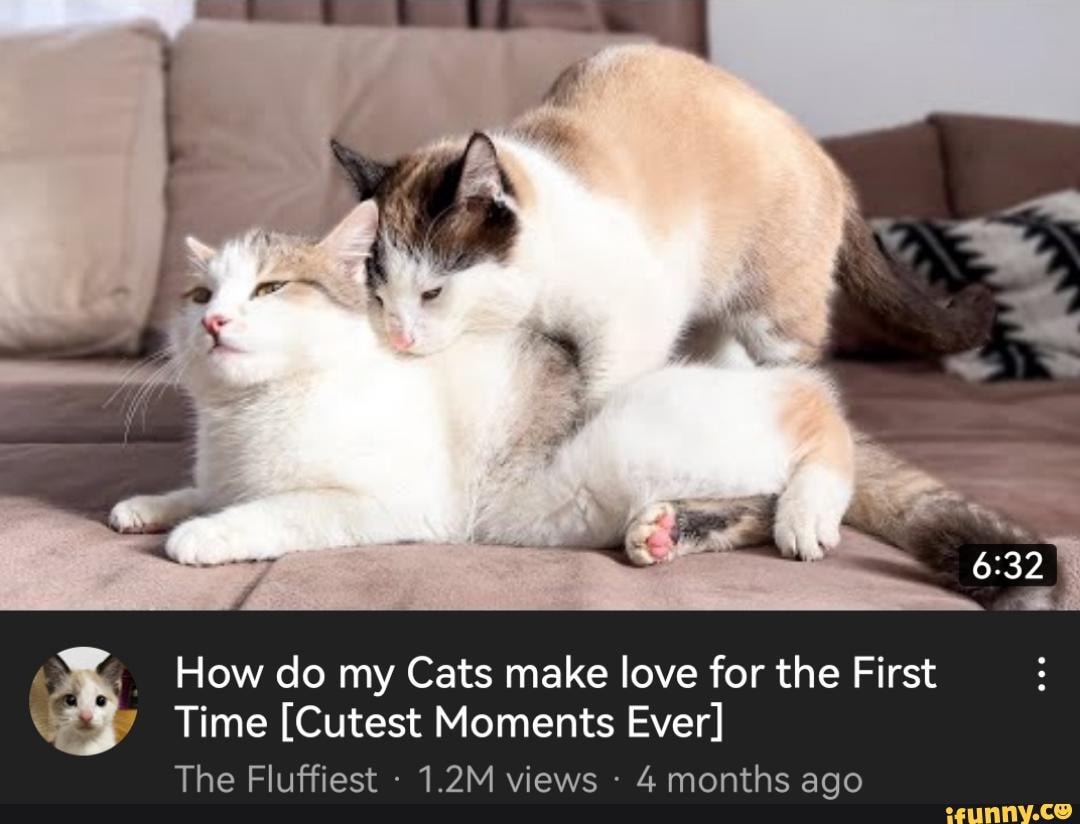 How Do I Make My Cat Fluffy at Jason Becker blog