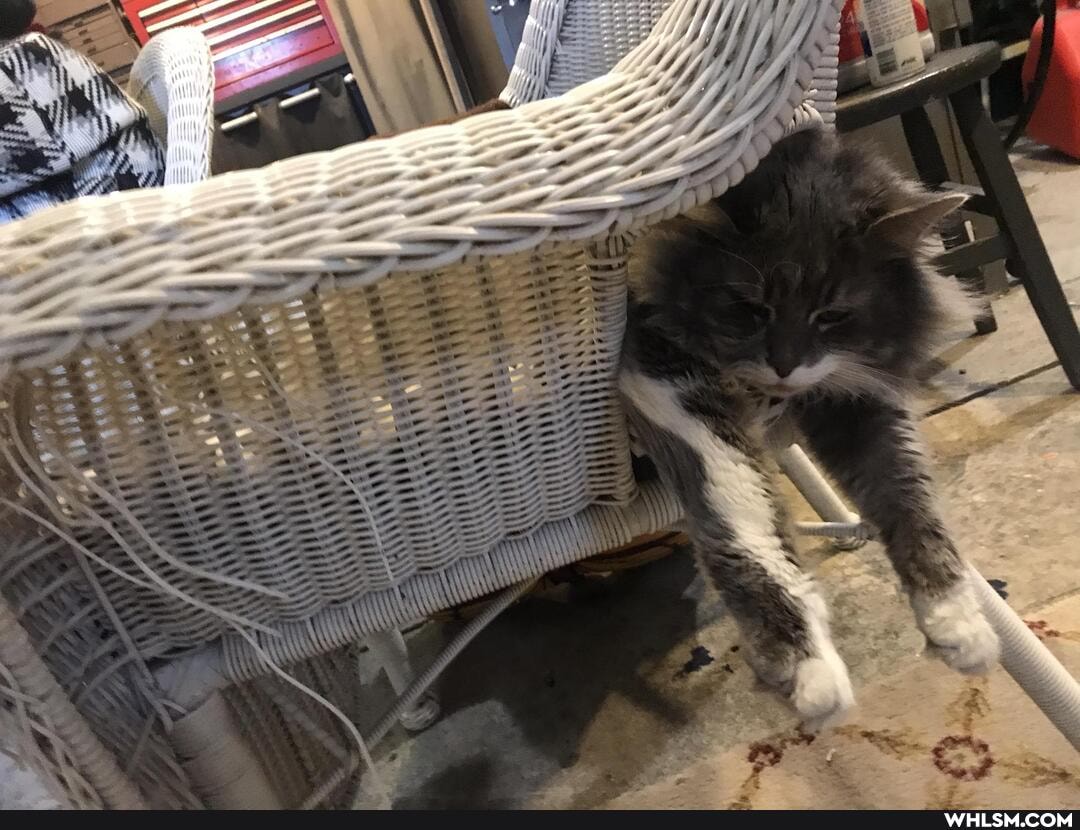 cats, funny, cat, franksriracha