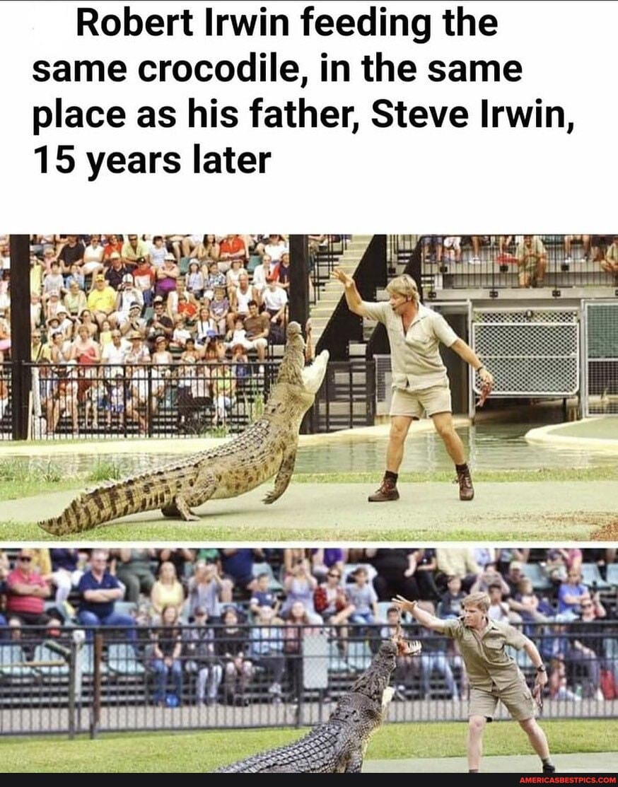Robert Irwin feeding the same crocodile, in the same place as his father, Steve Irwin,
15 years later