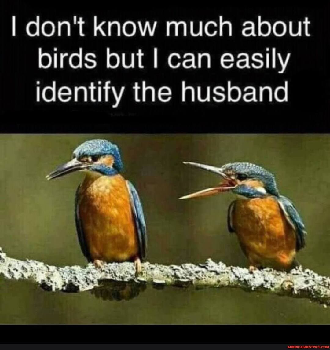 I don't know much about birds but I can easily identify the husband