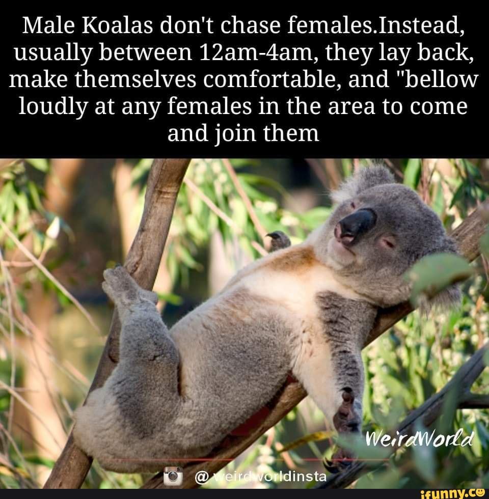 Male Koalas don't chase females. Instead, usually between 12am-4am ...