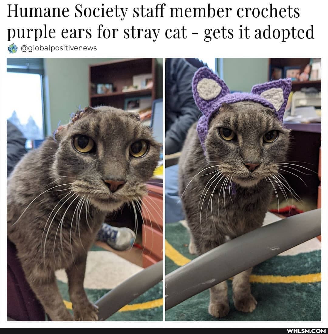 Humane Society staff member crochets
purple ears for stray cat gets it adopted
@globalpositivenews