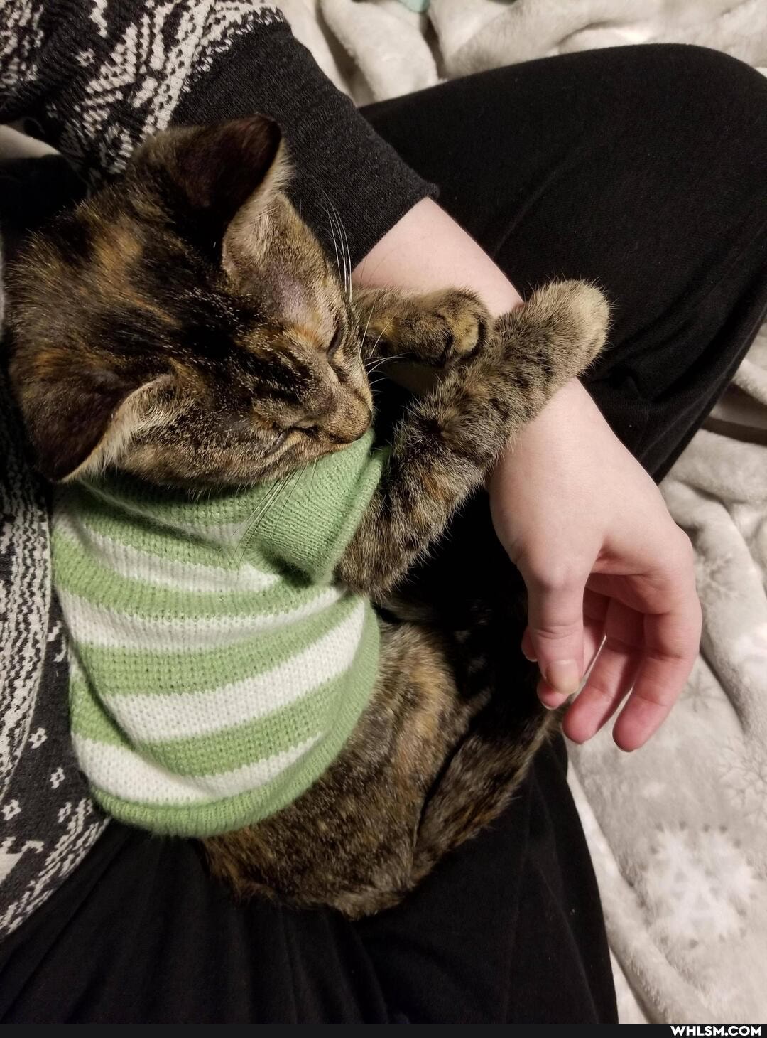 cat, aww, kitten