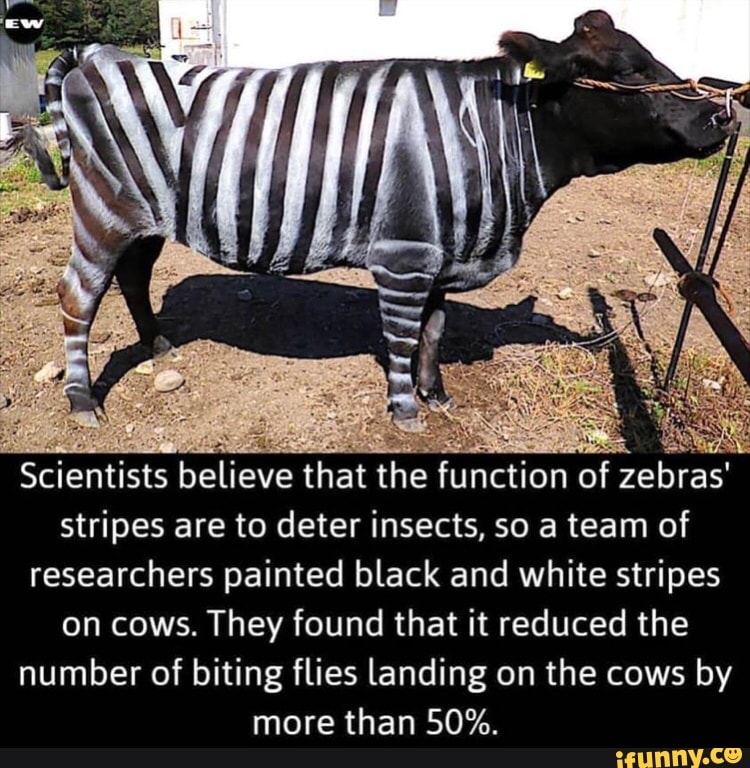 Scientists believe that the function of zebras'
stripes are to deter insects, so a team of
researchers painted black and white stripes
on cows. They found that it reduced the
number of biting flies landing on the cows by
more than 50%.