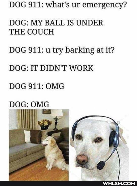DOG 911: what's ur emergency?
DOG: MY BALL IS UNDER THE COUCH
DOG 911: u try barking at it?
DOG: IT DIDN'T WORK
DOG 911: OMG
DOG: OMG