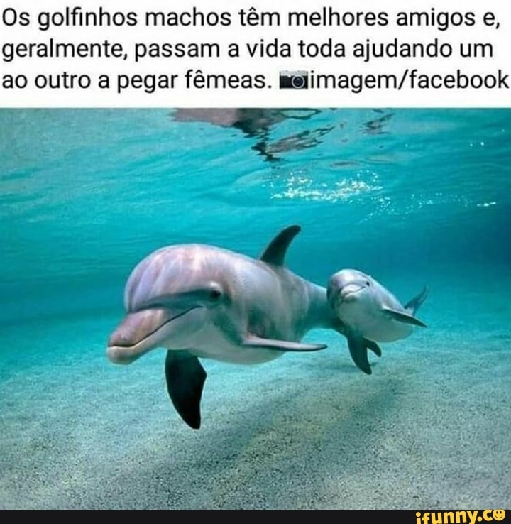 Os golfinhos machos têm melhores amigos e, geralmente, passam a vida toda ajudando um ao outro a pegar fêmeas.