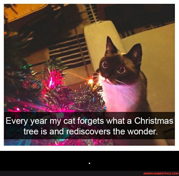 Every year my cat forgets what a Christmas
tree is and rediscovers the wonder. - .