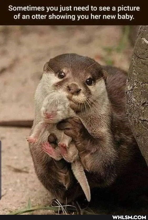 Sometimes you just need to see a picture of an otter showing you her new baby.