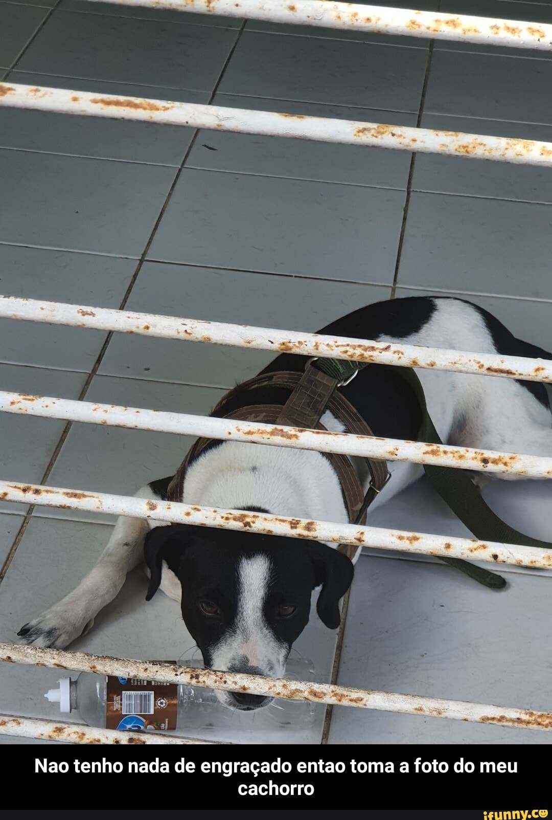 Nao tenho nada de engraçado entao toma a foto do meu cachorro - Nao tenho nada de engraçado entao toma a foto do meu cachorro