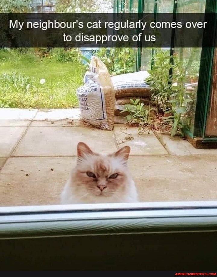 My neighbour's cat regularly comes over to disapprove of us